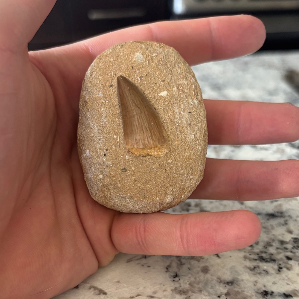 Natural Fossilized Tooth Stone (mososaur tooth)